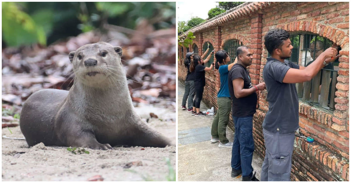 Workers putting up meshes (right) to otter-proof estates in order to mitigate human-wildlife conflicts in Singapore. (PHOTOS: Facebook/Tan Kiat How)