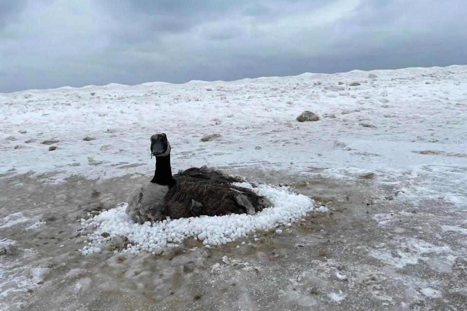 Firefighters save frozen goose