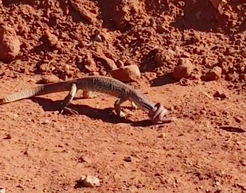 The snake fights back by wrapping around the goanna’s head. Source: Instagram/ corycocopops