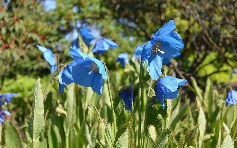 Royal Botanic Gardens, Edinburgh