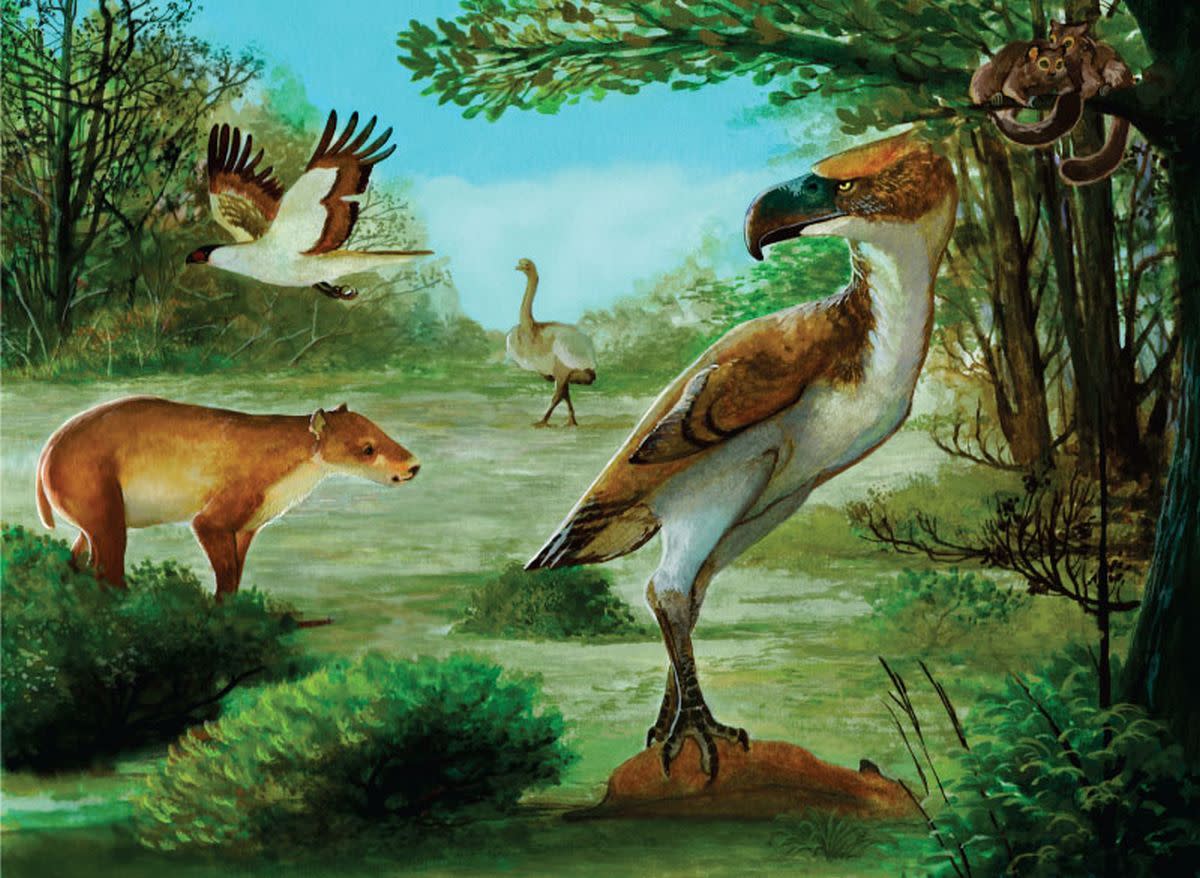 Representación artística del pájaro del terror recientemente descubierto | Hospitaleche, C. & Washington J. Paleontología Electrónica (2024) DOI:10.26879/1340.
