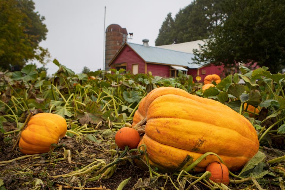 A large pumpkin sits in a patch in front of the Hentze Family Farm Stand outside Junction City.