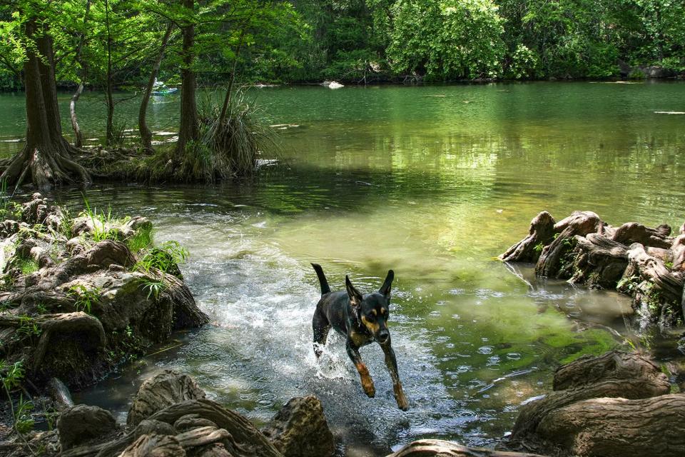 Melo the dog runs through the water at Red Bud Isle Park in April. Austin officials warn that blue-green algae, which can be harmful to humans and deadly to pets, was recently detected at almost every monitoring site in Lady Bird Lake and Lake Austin.
