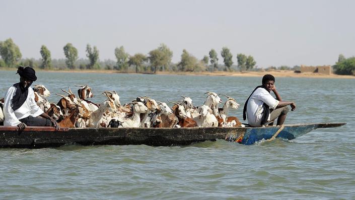 Shepherds sit in a canoe with their cattle as they travel on the Niger River near Timbuktu,