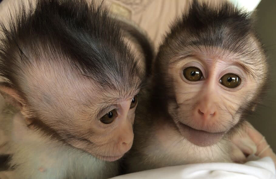 transgenic monkeys