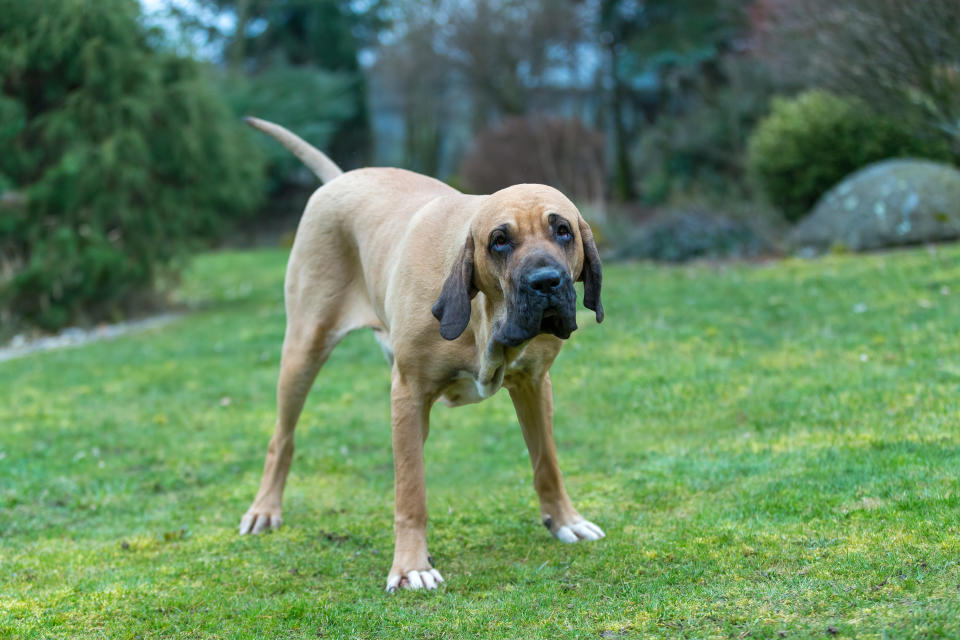 big young guardian dogs, female of Fila Brasileiro, Brazilian Mastiff, outdoor on green grass