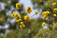 The Copper Pod Tree (Peltophorum pterocarpum) gets its name from the flat coppery pods which remain conspicous on the tree for many months. The tree has a dense umbrella - shaped canopy and abundant yellow crinkly flowers appear all through March to September. The flowers last for a short time and leave a pretty gold carpet on the ground when they shed.