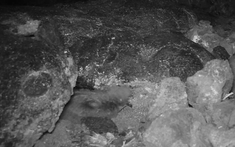 An ʻakēʻakē fledgling caught on a wildlife camera. Its nest is located on Mauna Loa. / Credit: National Park Service