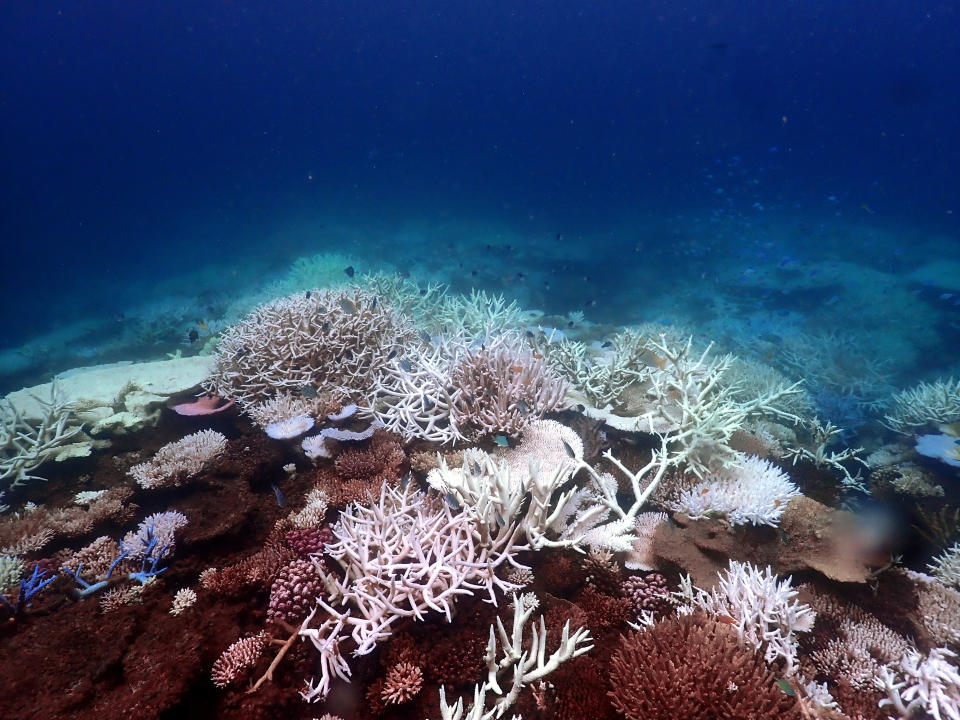 A photo taken in March 2024 shows severe coral bleaching on the Great Barrier Reef. Source: George Roff, CSIRO