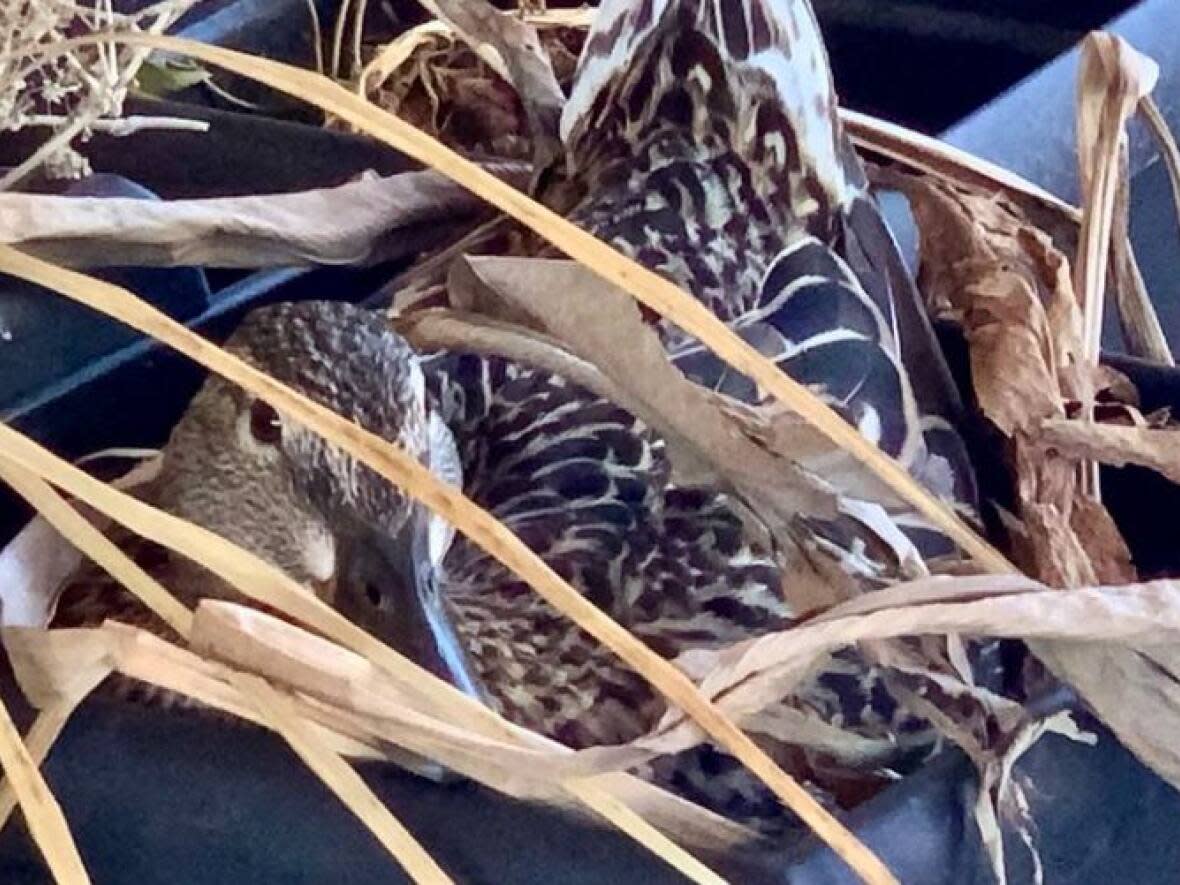 The mother duck sitting in its planter nest at Isaac's Way restaurant in downtown Fredericton. (Isaac's Way/Facebook - image credit)