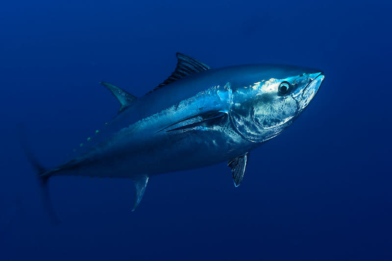 Atlantic Bluefin Tuna – Tuna is perhaps the most high profile victim of unregulated and uncontrolled overfishing. Bluefin tuna populations have declined alarmingly over the past few decades. World Wildlife Fund has put together a top 10 list of endangered species to be on the look-out for in 2012. © Wild Wonders of Europe / Zankl / WWF-Canon <br> <br> <a href="http://WorldWildlife.org/how" rel="nofollow noopener" target="_blank" data-ylk="slk:Help protect their future by visiting www.WorldWildlife.org/how to see what you can do to make a difference for our planet.;elm:context_link;itc:0;sec:content-canvas" class="link ">Help protect their future by visiting www.WorldWildlife.org/how to see what you can do to make a difference for our planet. </a>