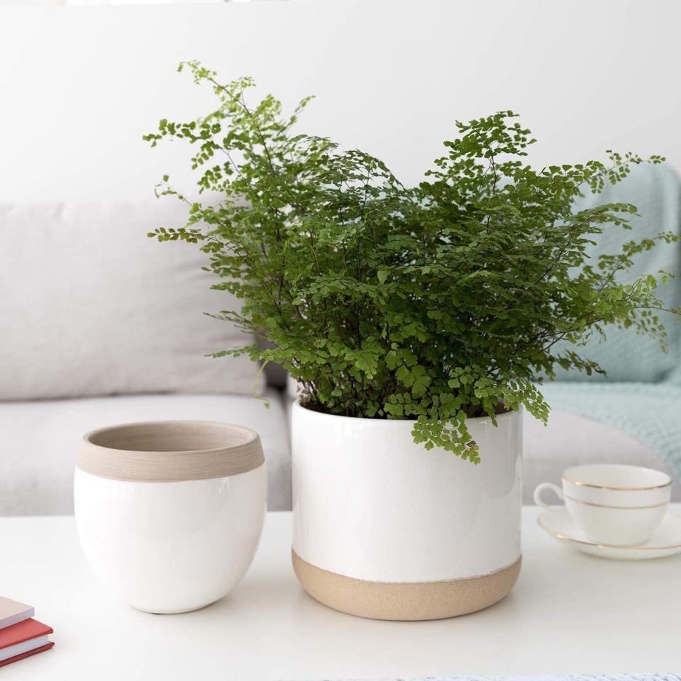 Get this <a href="https://amzn.to/2SVY8Ks" target="_blank" rel="noopener noreferrer">﻿two-pack of white ceramic plant potters on sale for $24</a> (normally $30) on Amazon.