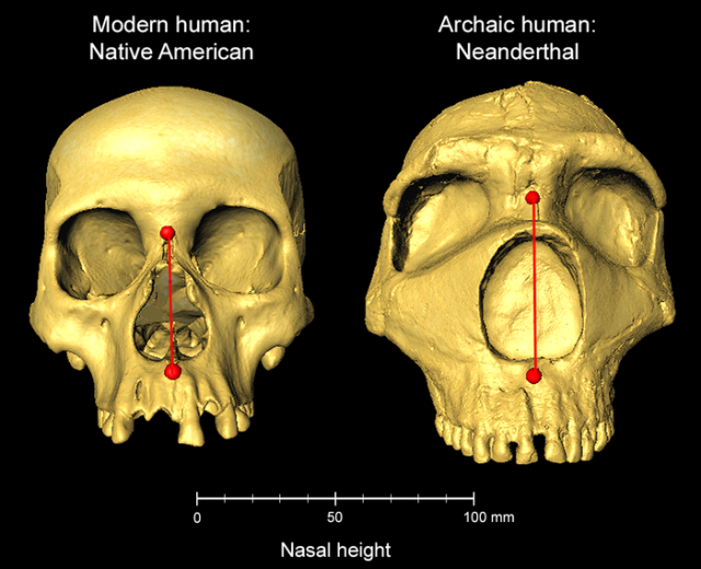 Neanderthal Genes Influence Contemporary Humans' Skull Shape, Brain Size, Smart News