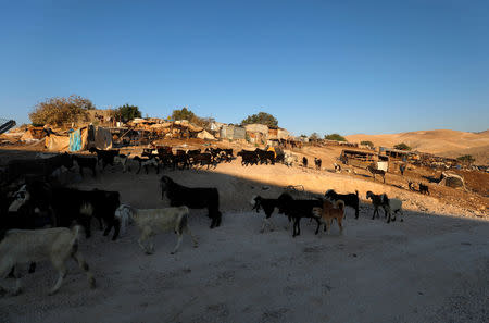 Animals are herded in the Palestinian Bedouin village of Khan al-Ahmar that Israel plans to demolish, in the occupied West Bank September 11, 2018. REUTERS/Mohamad Torokman