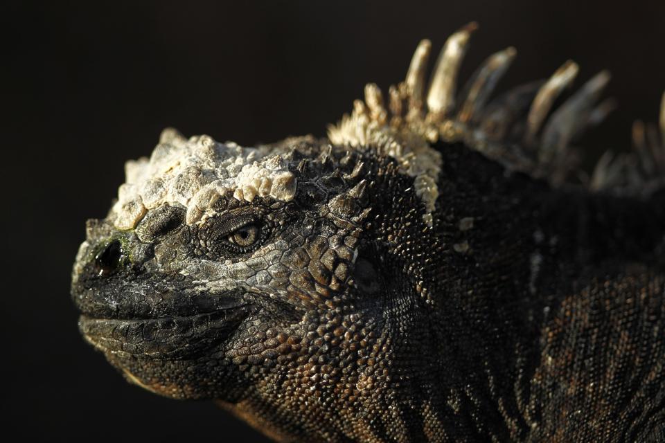 An iguana is seen at Punta Albemarle in Isabela island at Galapagos National Park August 22, 2013. (REUTERS/Jorge Silva)