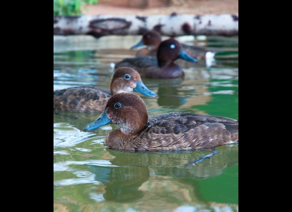 <strong>Scientific Name:</strong> <em>Aythya innotata</em>    <strong>Common Name: </strong>Madagascar Pochard    <strong>Category:</strong> Bird    <strong>Population: </strong> Approximately 20 mature individuals    <strong>Threats To Survival:</strong> Habitat degradation due to slash-and-burn agriculture, hunting, and fishing / introduced fish