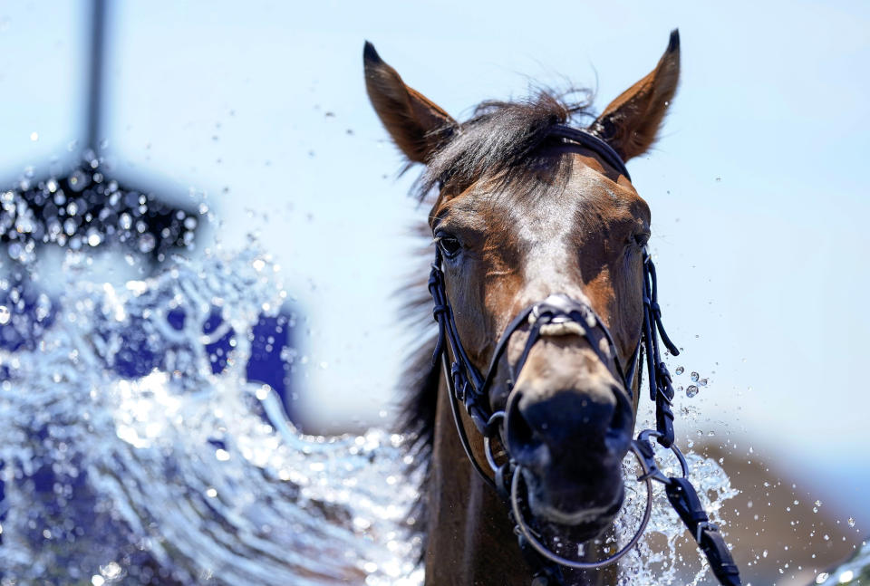 <p>Run Forrest Run is cooled down in the winners enclosure after winning the Injured Jockeys Fund Handicap at Brighton Racecourse. Picture date: Tuesday June 1, 2021. (Photo by Alan Crowhurst/PA Images via Getty Images)</p>
