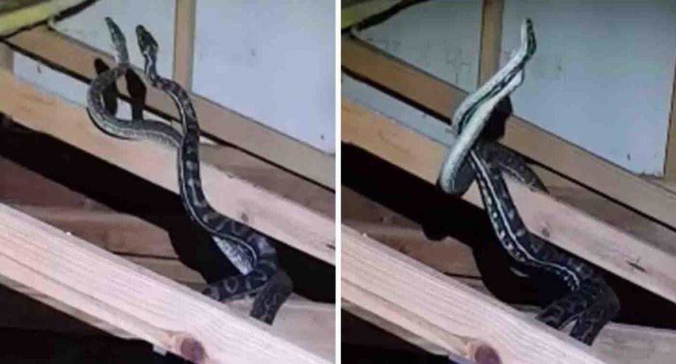 Two male snakes are seen fighting in the roof space of a Queensland home, presumably over a nearby female. Source: Sunshine Coast Snake Catchers 24/7 / Facebook