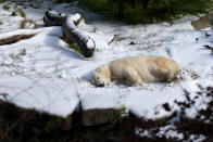 SAN FRANCISCO, CA - NOVEMBER 15: Pike, a 30 year old Polar Bear rolls in man made snow at the San Francisco Zoo on November 15, 2012 in San Francisco, California. Two San Francisco Zoo Polar Bears, Pike (30) and Ulu (32)celebrated their birthdays with 10 tons of man made snow and special treats. (Photo by Justin Sullivan/Getty Images)