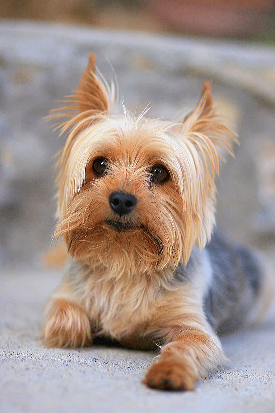 yorkshire terrier