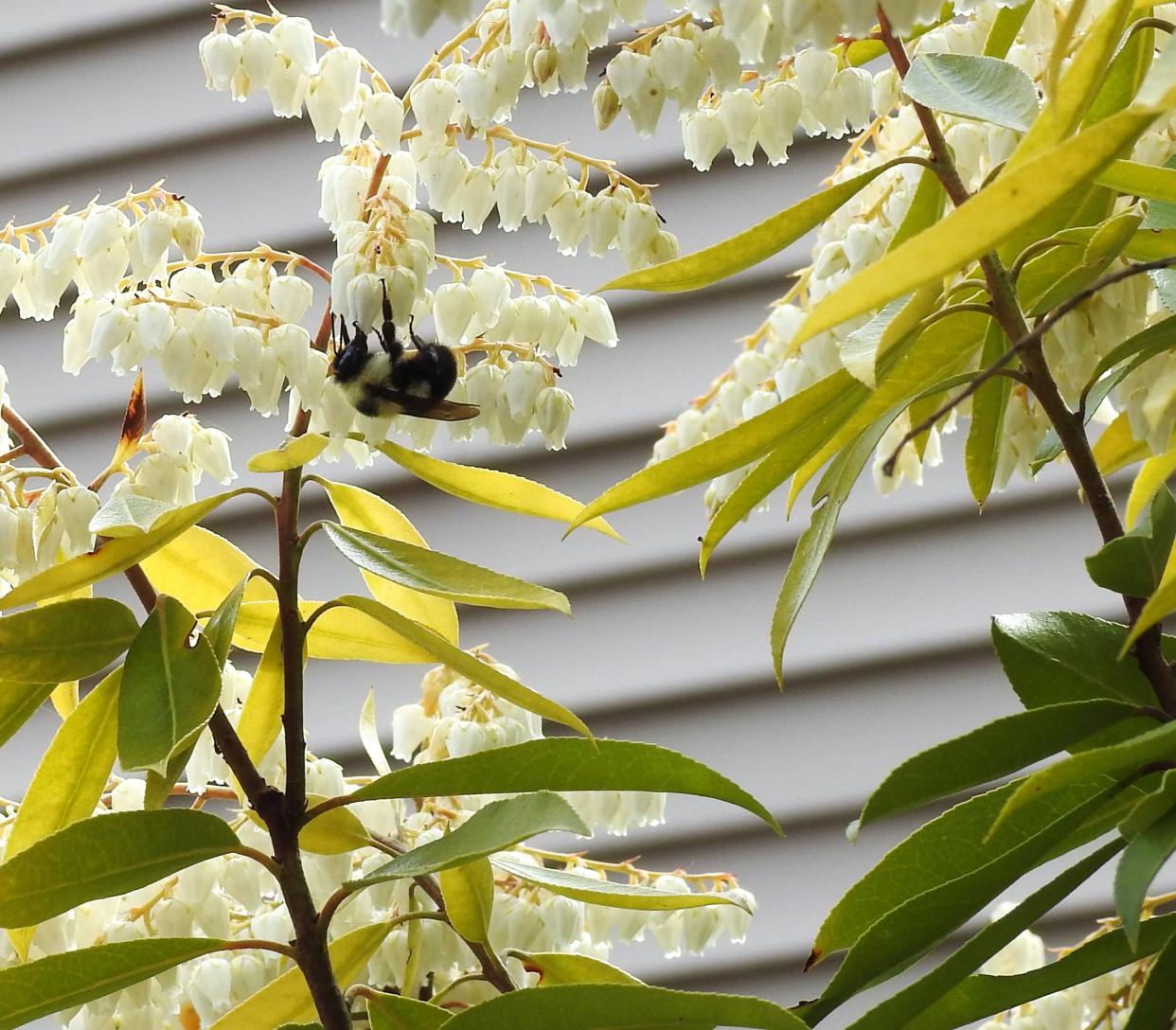 A bumble bee gathers nectar from the delicate bell-shaped blossoms of an andromeda.