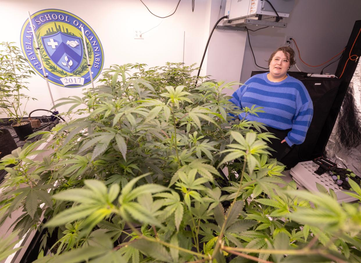 Jae Vederman, administrative assistant and an alumnus of the Cleveland School of Cannabis in Independence, talks about some plants that students will use to learn how to turn into hemp.