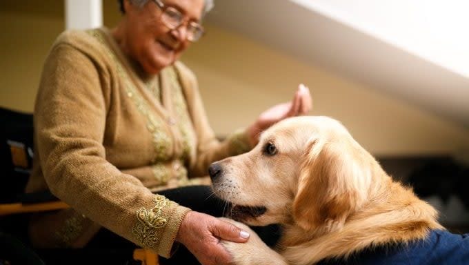 therapy dogs