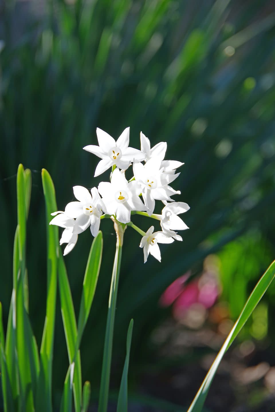 4) Narcissus