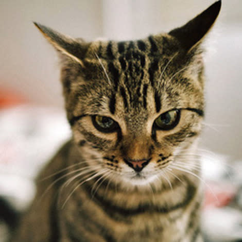 Your cat may be apathetic towards you, according to a new study