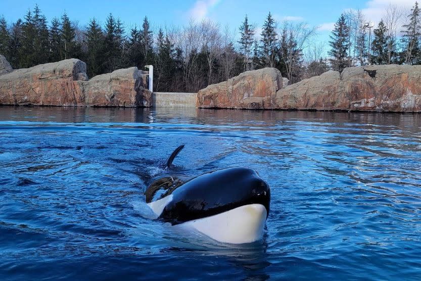 加拿大Marineland的虎鯨基斯卡2023年3月死亡。翻攝IG@marinelandofcanada