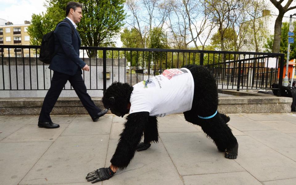 Mr Gorilla, in Bermondsey south east London, as he has been crawling the London Marathon in a gorilla costume since the race began on Sunday morning - Credit: PA