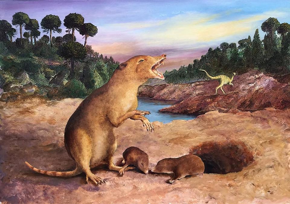 Illustration of the Brasilodon quadrangularis, the earliest known extinct mammal. / Credit: 2022 Anatomical Society/Wiley