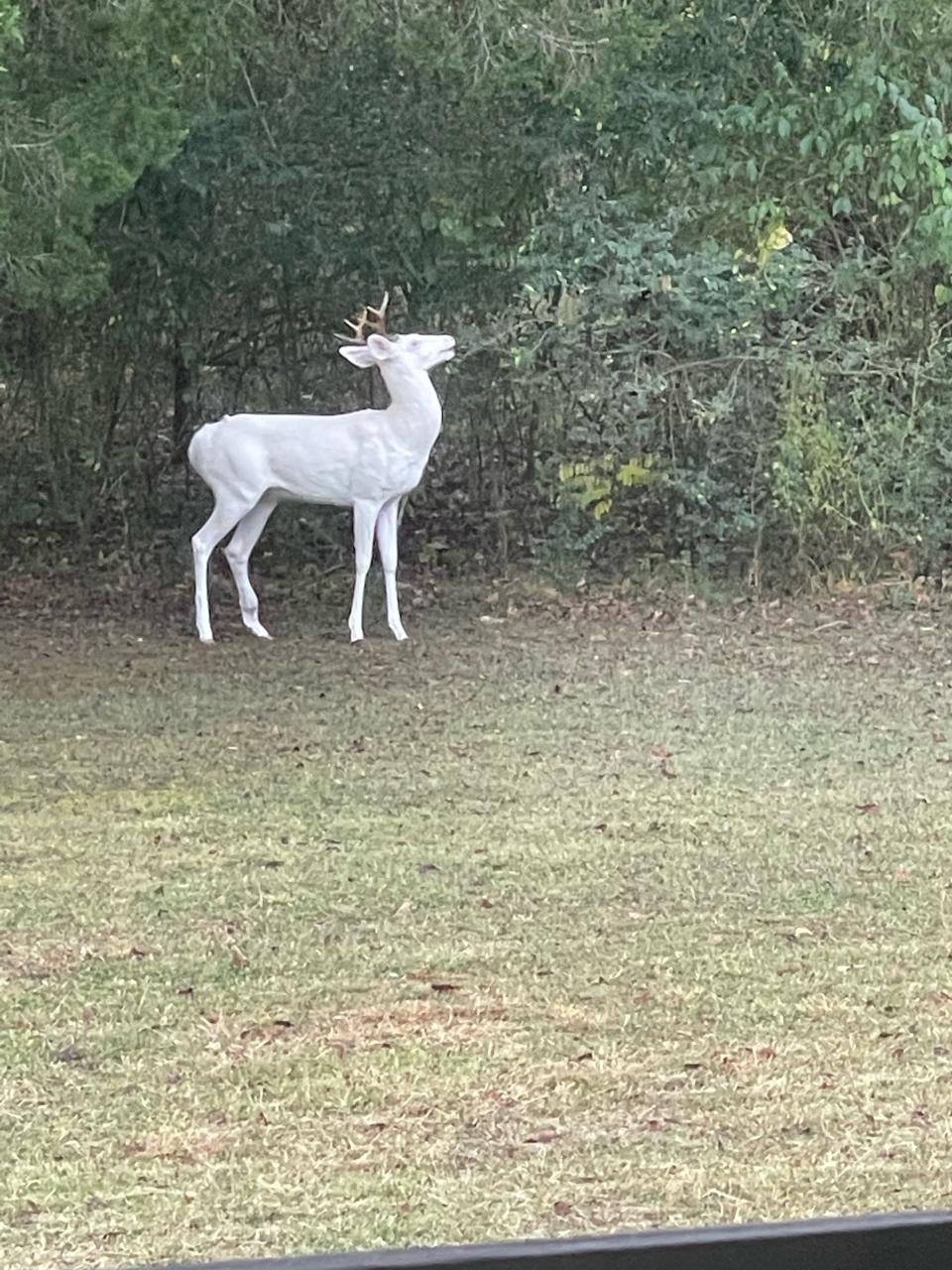 An Albino deer can be seen from Abbey and Trevor Cabler's window in Spring Hill, Tennessee on Tuesday, October 24, 2023.