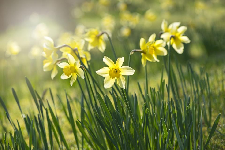 <p>Signifying new beginnings, daffodils are one of the most popular spring bulbs. While these are best planted in mid-to-late autumn, you can pick them up in local florists around springtime. Ideal for cheering up your home. </p><p><a class="link " href="https://go.redirectingat.com?id=127X1599956&url=https%3A%2F%2Fwww.gardeningexpress.co.uk%2Fnarcissi-daffodil-elka-pack-of-25-bulbs&sref=https%3A%2F%2Fwww.countryliving.com%2Fuk%2Fhomes-interiors%2Fgardens%2Fg35147195%2Fflower-trends-2021%2F" rel="nofollow noopener" target="_blank" data-ylk="slk:BUY NOW VIA GARDENING EXPRESS;elm:context_link;itc:0;sec:content-canvas">BUY NOW VIA GARDENING EXPRESS</a></p><p><strong>Like this article? </strong><a href="https://hearst.emsecure.net/optiext/cr.aspx?ID=zsATrj4qAwL7PXfHOfbti0xjie5wOfecvOt8e1A3WvL5x0TsMrTgu8waUpN%2BcCNsV3wq_zCaFTleze" rel="nofollow noopener" target="_blank" data-ylk="slk:Sign up to our newsletter;elm:context_link;itc:0;sec:content-canvas" class="link "><strong>Sign up to our newsletter</strong></a><strong> to get more articles like this delivered straight to your inbox.</strong></p><p><a class="link " href="https://hearst.emsecure.net/optiext/cr.aspx?ID=zsATrj4qAwL7PXfHOfbti0xjie5wOfecvOt8e1A3WvL5x0TsMrTgu8waUpN%2BcCNsV3wq_zCaFTleze" rel="nofollow noopener" target="_blank" data-ylk="slk:SIGN UP;elm:context_link;itc:0;sec:content-canvas">SIGN UP</a></p>