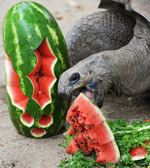 Lance, an Aldabra Tortoise eats water melon at Taronga Zoo in Sydney on December 14, 2012. In the lead up to Christmas a selection of the zoo animals were challenged with Christmas-themed environmental enrichment activities. AFP PHOTO / Greg WOOD