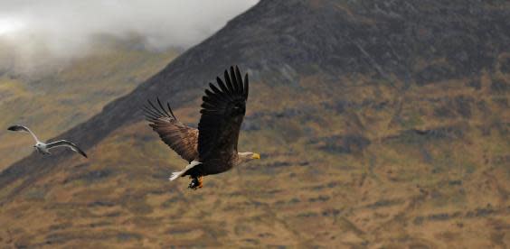 A white-tailed eagle clutches a fish in its talons in Scotland. Herring gull for scale (Getty )