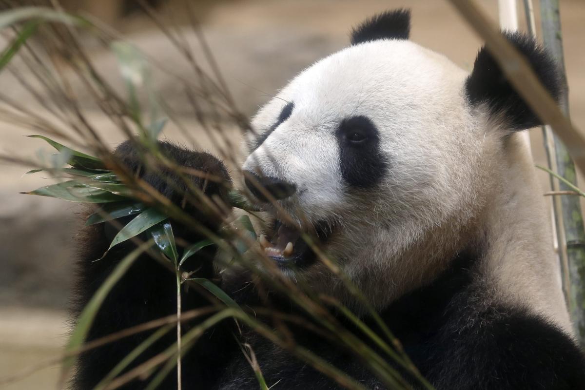 Así cambiaron su dieta los pandas hace seis millones de años - Yo Animal