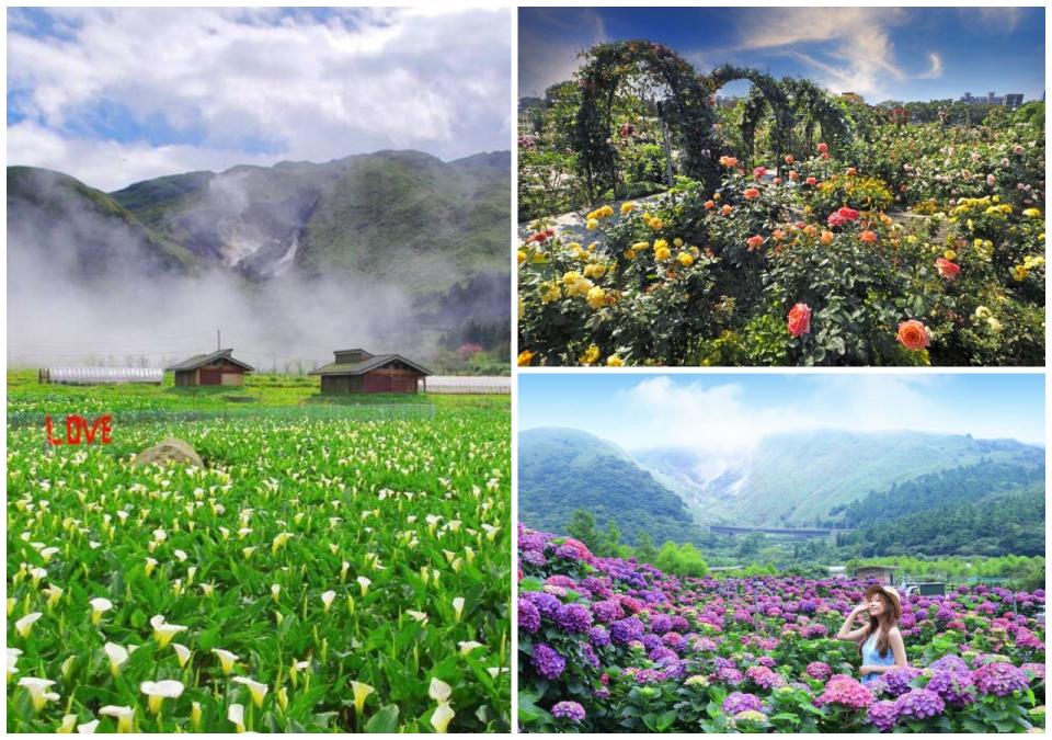 春季百花盛開，光是陽明山一次就能欣賞海芋與繡球花雙美景；位於士林的台北玫瑰展也盛大展開。（圖片來源：台北旅遊網）