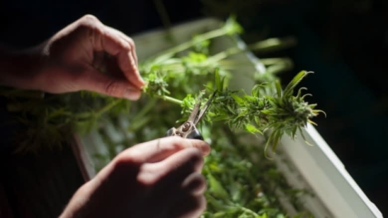 Legalizing marijuana will hurt Canadian alcohol sales, study predicts