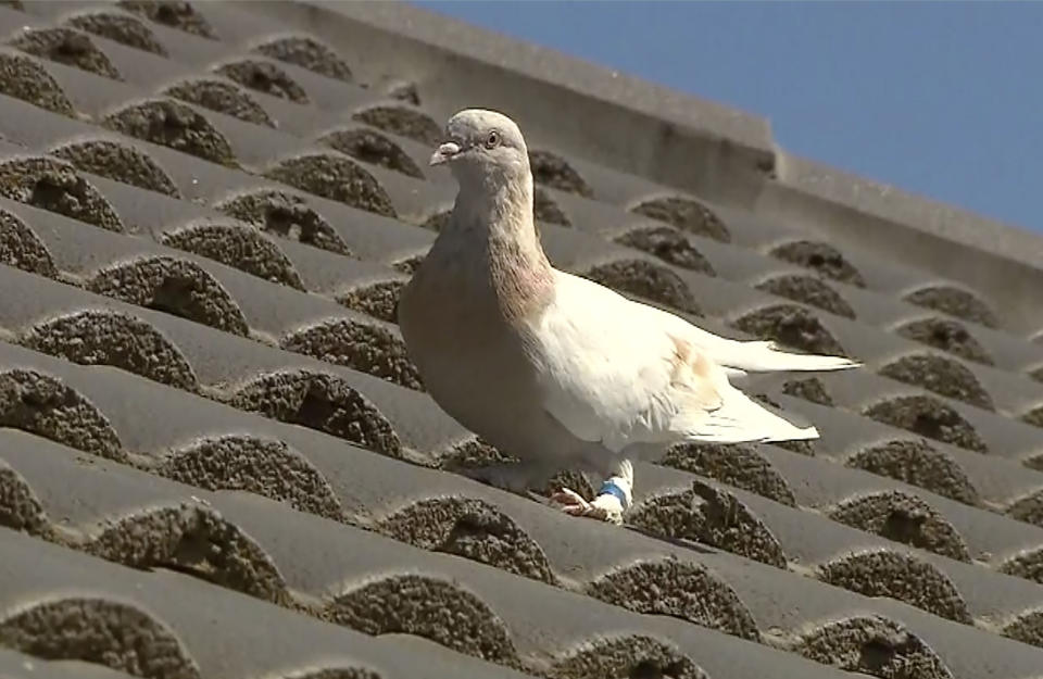 Image: A racing pigeon sits on a rooftop Wednesday, Jan. 13, 2021, in Melbourne, Australia (AP)