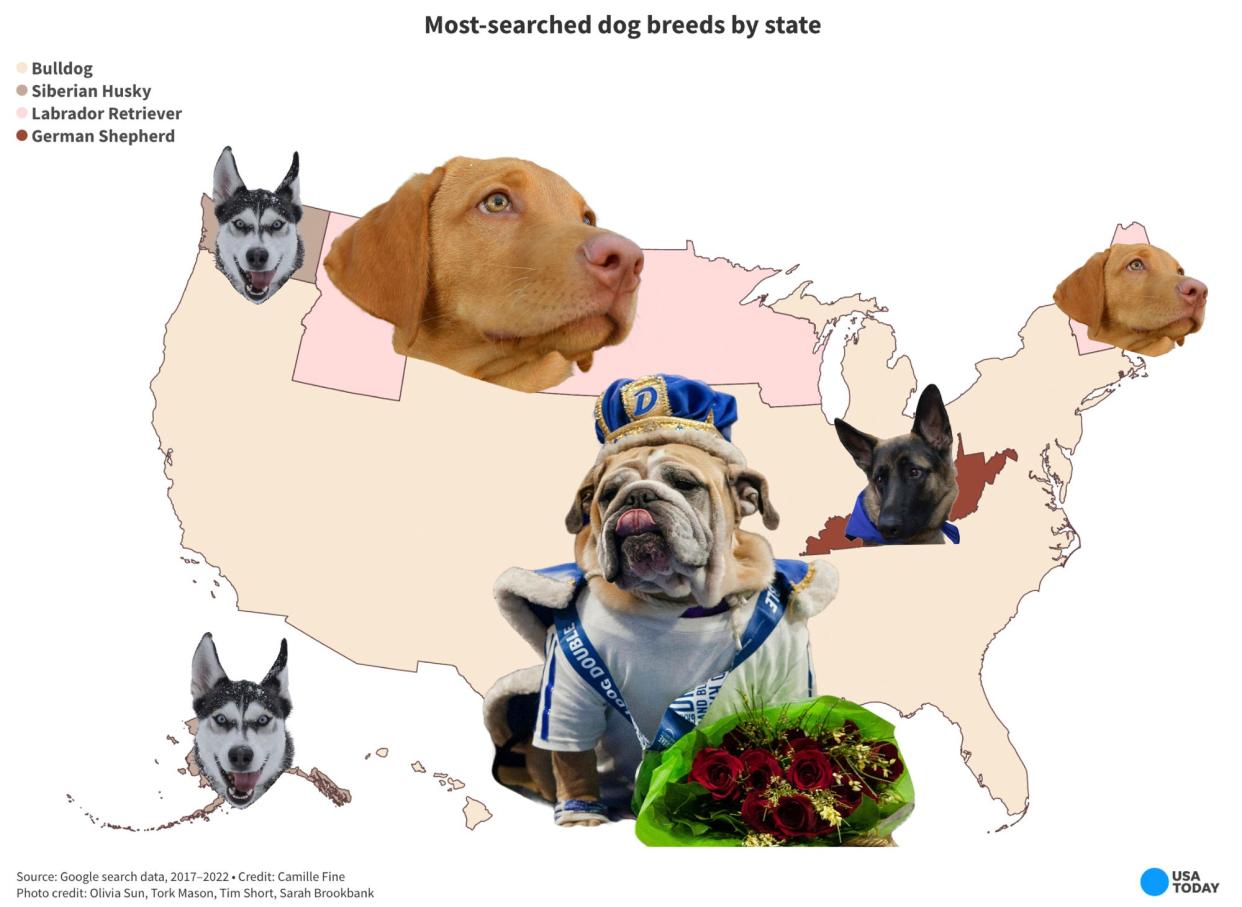 The most-searched dog breeds by state based on Google search data from 2017 – 2022.