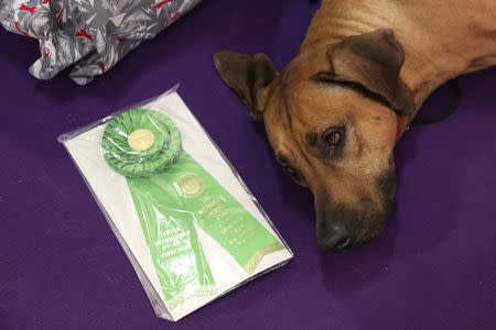 Bro, a Rhodesian Ridgeback breed, lays down next to a ribbon during the 143rd Westminster Kennel Club Dog Show in New York, U.S., February 11, 2019. REUTERS/Shannon Stapleton