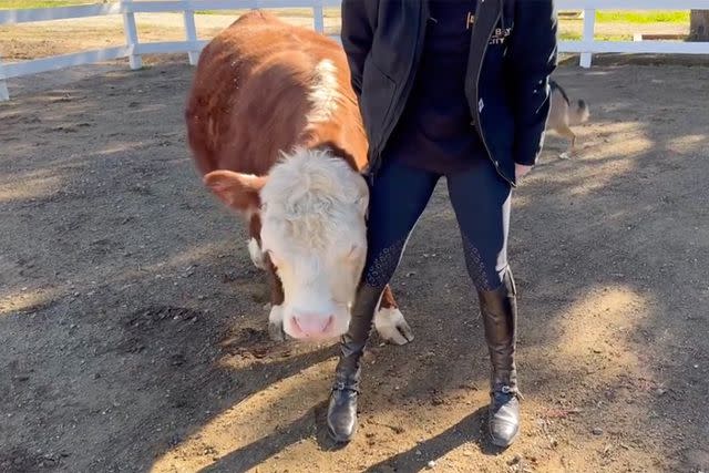 <p>Kaley Cuoco/Instagram</p> Kaley Cuoco's cow.
