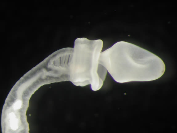 Juvenile acorn worm Ptychodera flava, one of the two species of acorn worms that scientists genetically sequenced for the study.