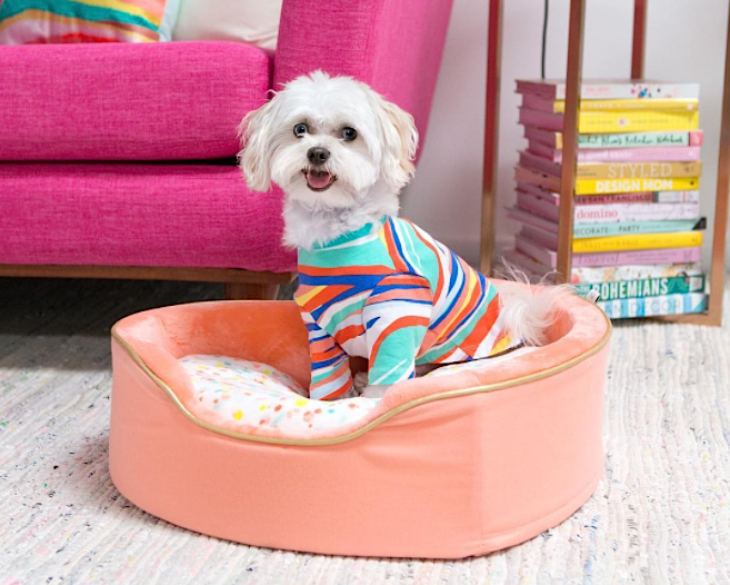 Oh Joy! teased more pieces for their upcoming dog accessory collection at Target
