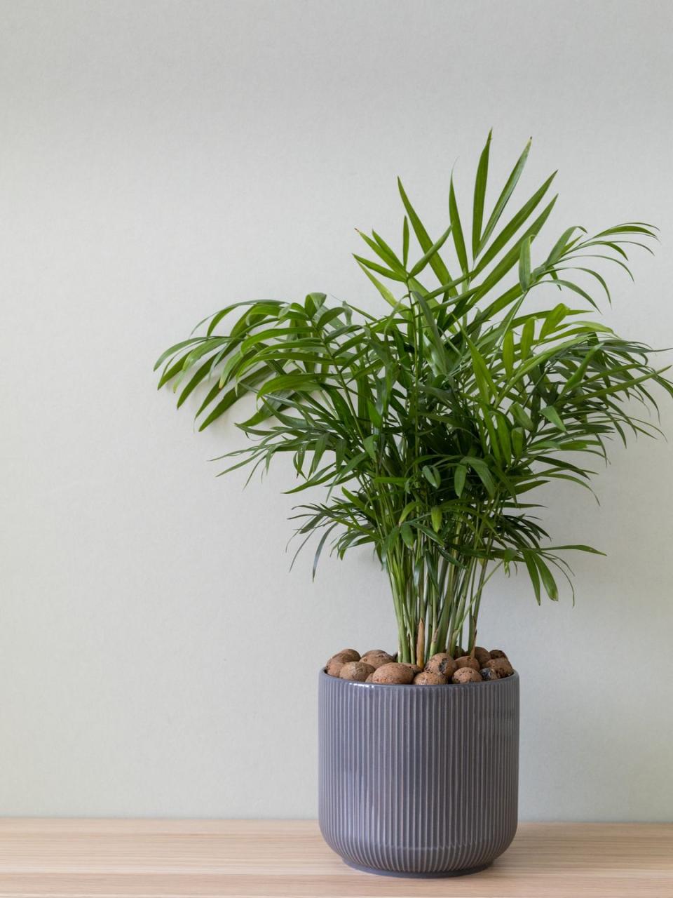 low light houseplants parlor palm