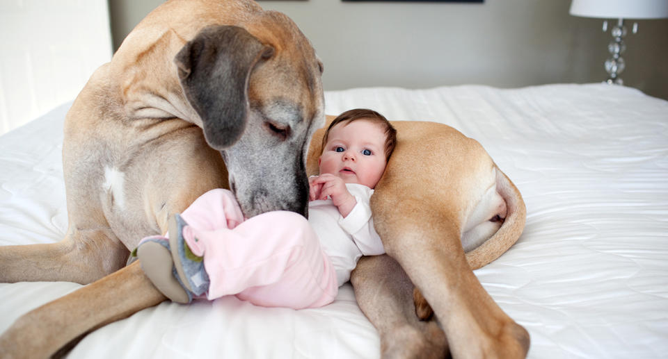 A baby snuggled with a Great Dane. Source: Getty Images