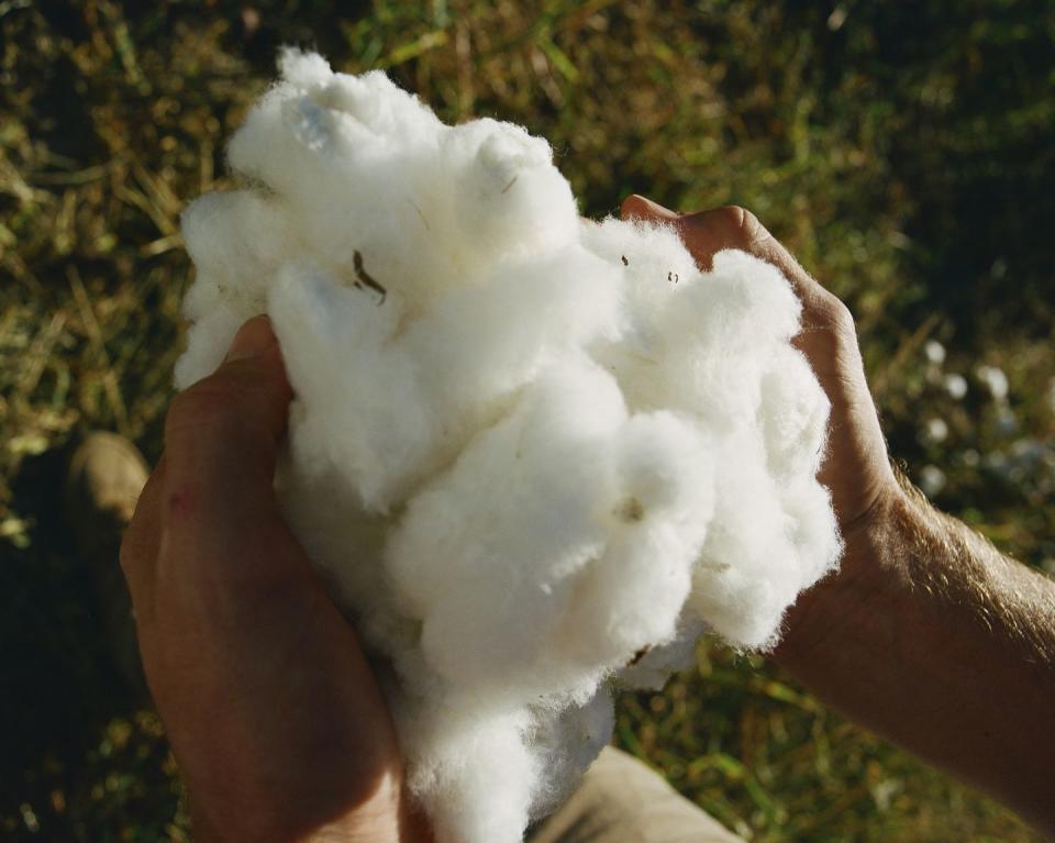 cotton