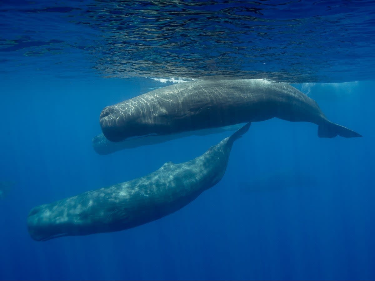 Sperm whales travel in clans and make decisions democratically, new research has found  (Getty Images/iStockphoto)