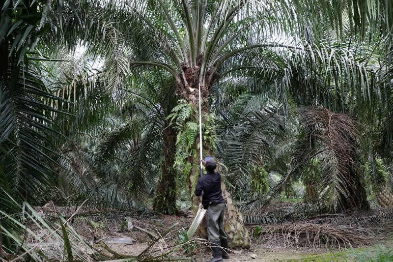 FILE PHOTO: A worker collects palm oil fruits at a plantation, amid the coronavirus disease (COVID-19) outbreak in Klang